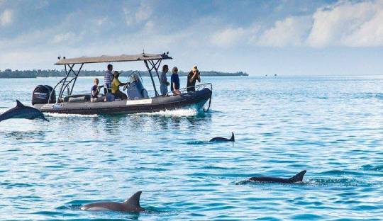 Dolphin tour