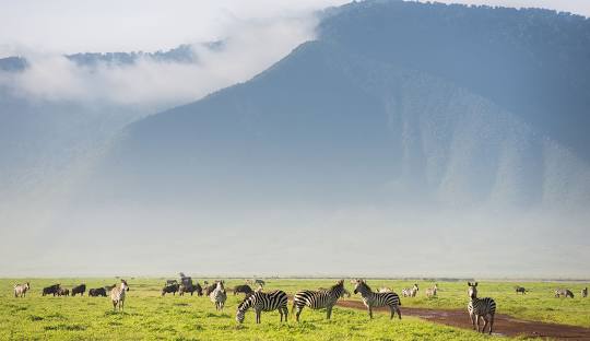 Ngorongoro