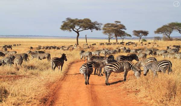 Ngorongoro crater
