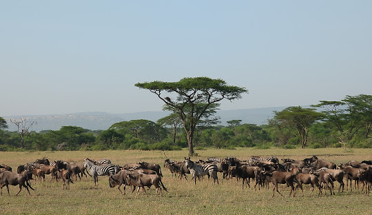 Serengeti